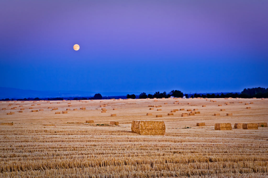 Mark Epstein Photo | Harvest Moon